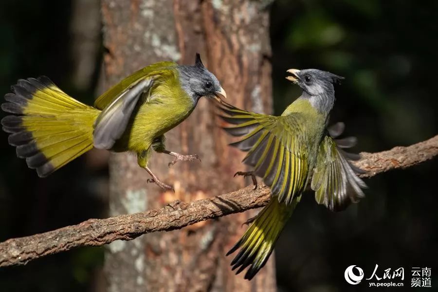 「云南省人民政府网」云之美 | 来云南观鸟