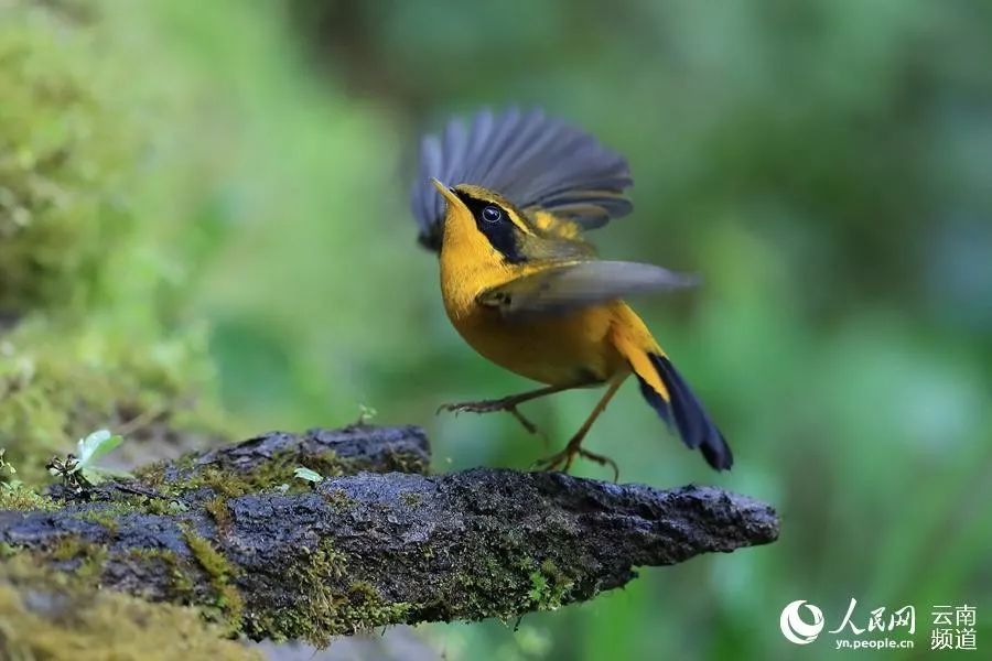 「云南省人民政府网」云之美 | 来云南观鸟