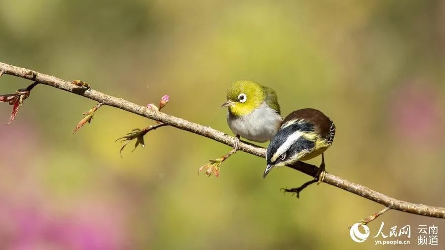 「云南省人民政府网」云之美 | 来云南观鸟