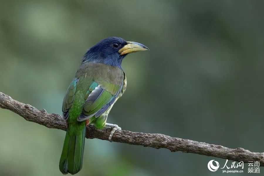 「云南省人民政府网」云之美 | 来云南观鸟