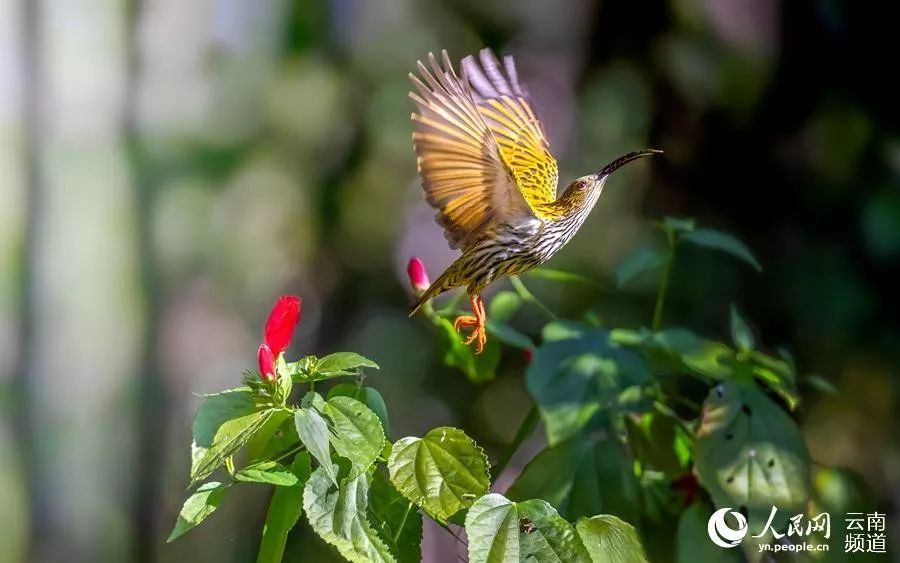 「云南省人民政府网」云之美 | 来云南观鸟