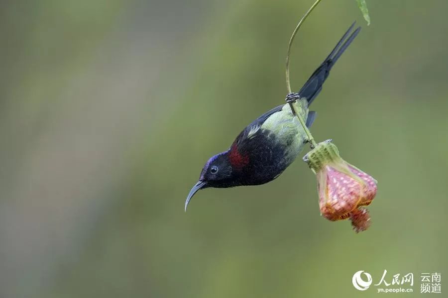 「云南省人民政府网」云之美 | 来云南观鸟