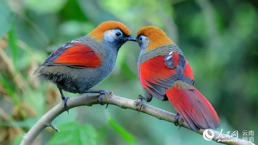「云南省人民政府网」云之美 | 来云南观鸟