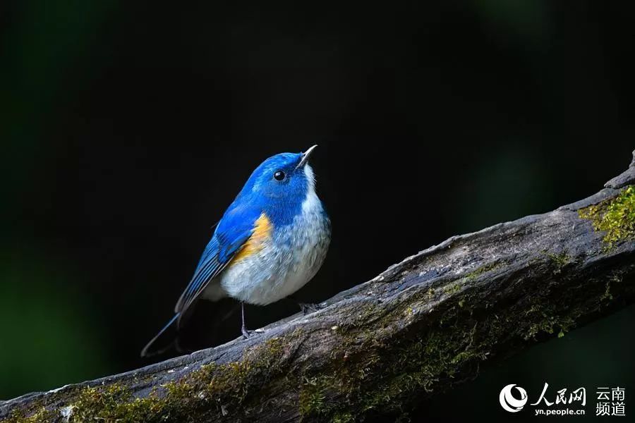 「云南省人民政府网」云之美 | 来云南观鸟