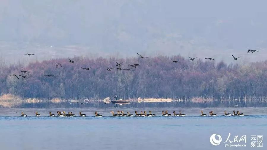 「云南省人民政府网」云之美 | 来云南观鸟