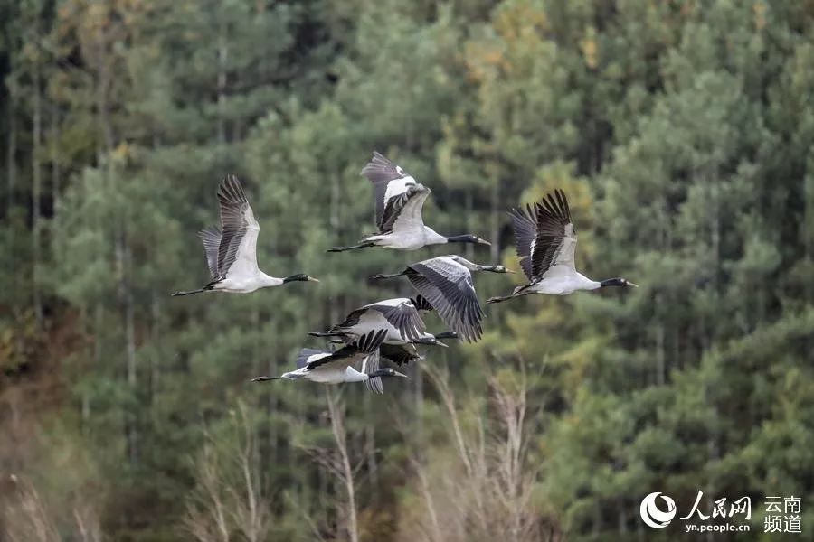 「云南省人民政府网」云之美 | 来云南观鸟
