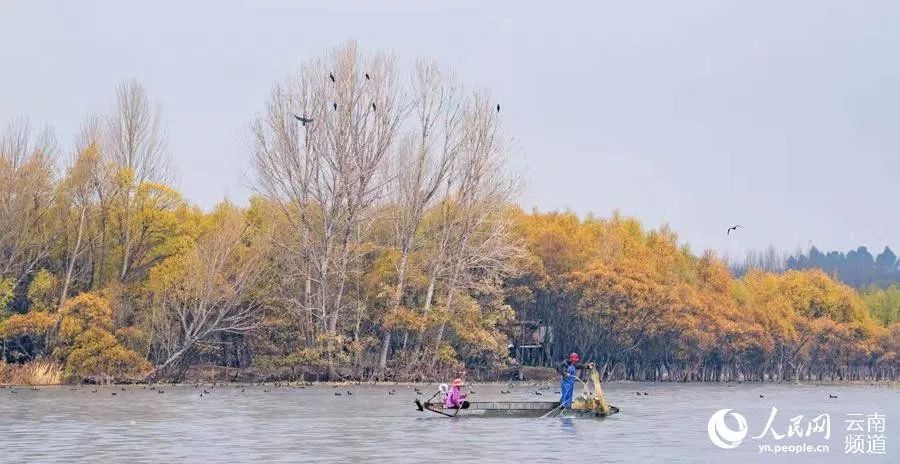 「云南省人民政府网」云之美 | 来云南观鸟