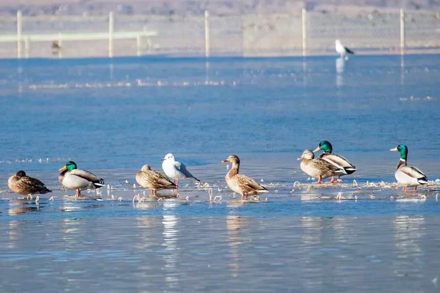 「云南省人民政府网」云之美 | 来云南观鸟