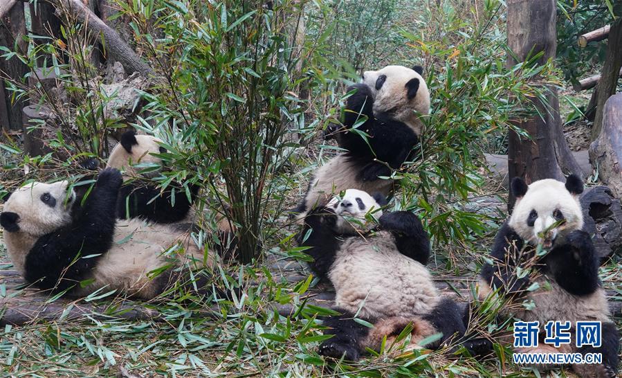 「新华网」萌“滚滚”过元旦