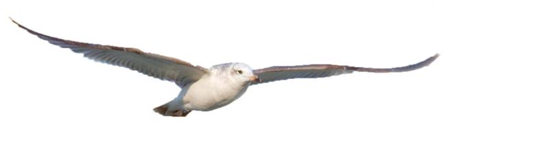 新闻晨报■「生态文明@湿地」候鸟与兰州相恋 展开黄河兰州段生态画卷