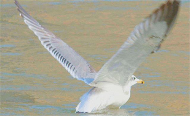 新闻晨报■「生态文明@湿地」候鸟与兰州相恋 展开黄河兰州段生态画卷