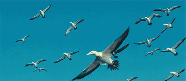 新闻晨报■「生态文明@湿地」候鸟与兰州相恋 展开黄河兰州段生态画卷