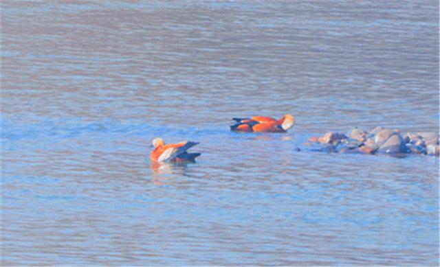 新闻晨报■「生态文明@湿地」候鸟与兰州相恋 展开黄河兰州段生态画卷