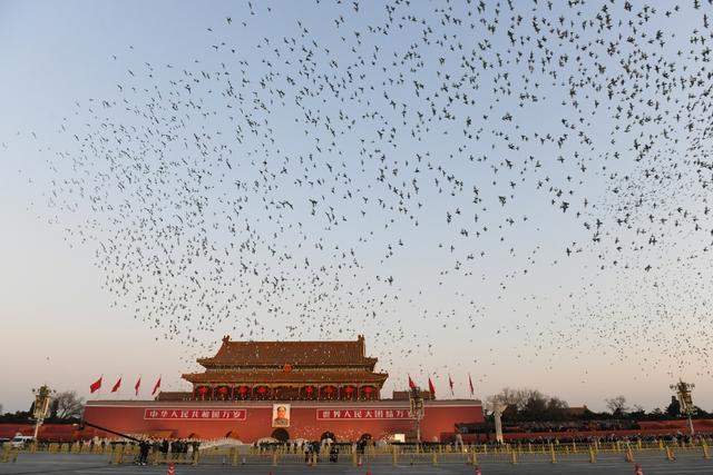 北京日报客户端：国庆天安门前放飞的鸽子，今早又在这里放飞