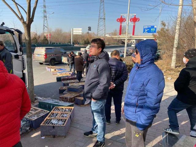 北京日报客户端：国庆天安门前放飞的鸽子，今早又在这里放飞
