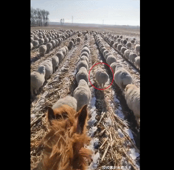「吉林 日报」场面壮观！东北400只羊排队齐步走，网友：“赶烤”的步伐！