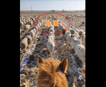 「吉林 日报」场面壮观！东北400只羊排队齐步走，网友：“赶烤”的步伐！