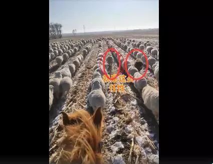 「吉林 日报」场面壮观！东北400只羊排队齐步走，网友：“赶烤”的步伐！