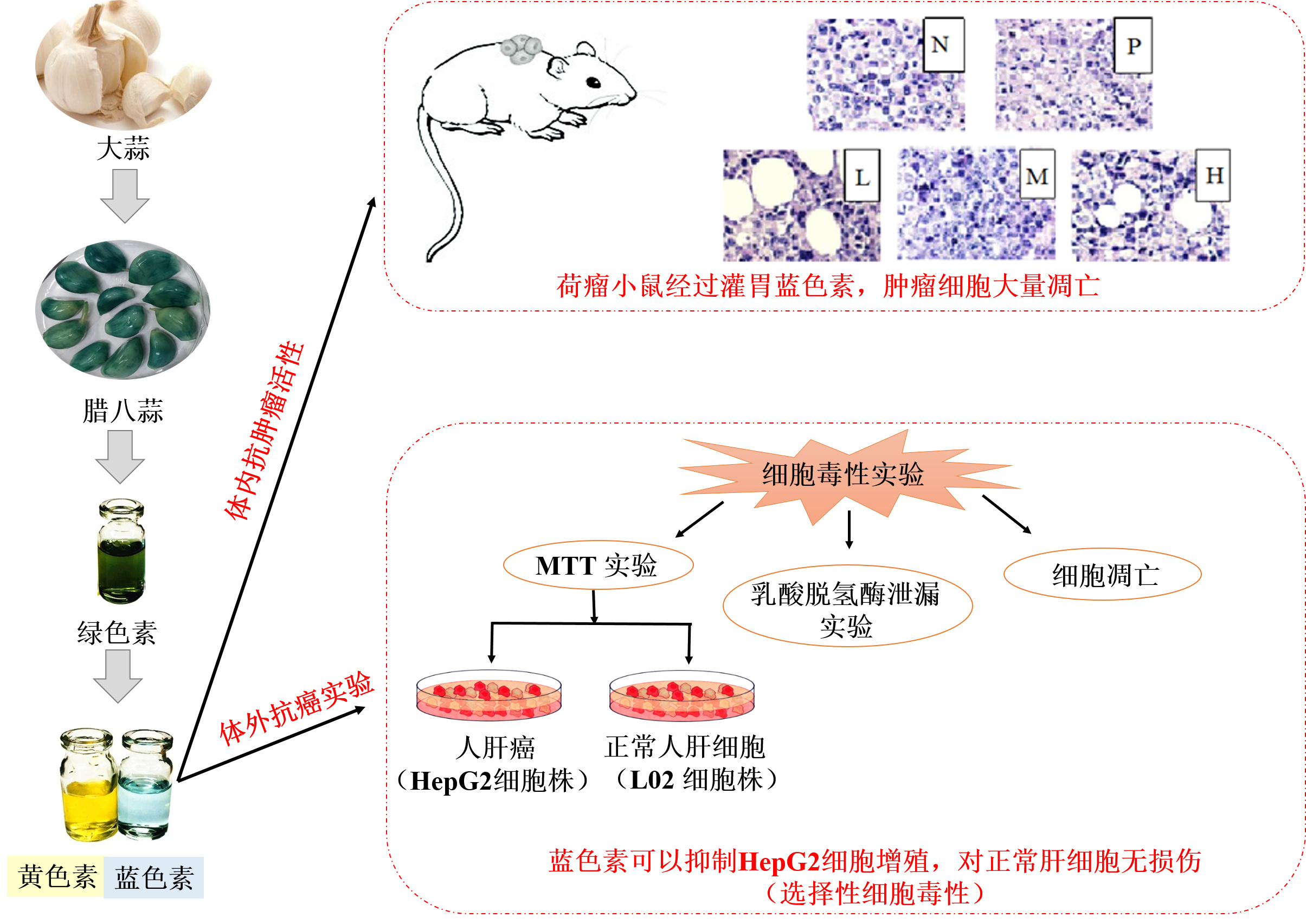 经过课题组前期动物实验及体外实验证实,腊八蒜蓝色素具有显著的抗