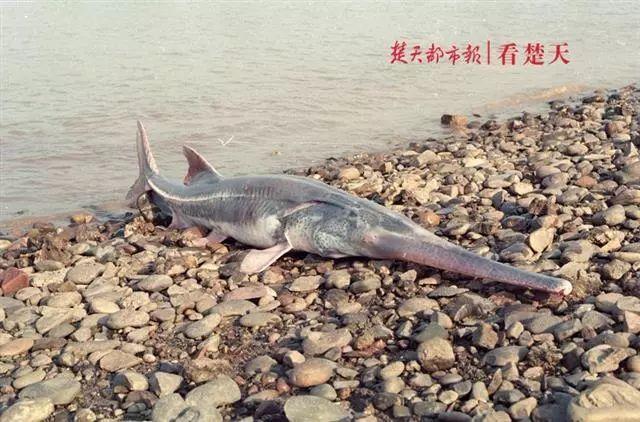 「上游新闻」夜读 |“长江白鲟灭绝”上热搜 | 人社部：年假不休能要经济补偿