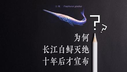 上观新闻■为何长江白鲟灭绝十年后才宣布？研究人员这样说....