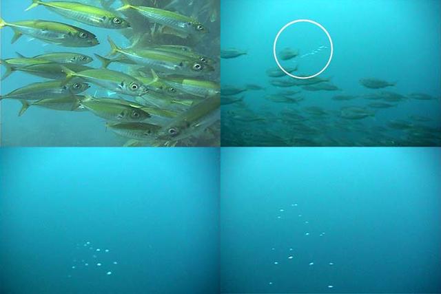 文汇报：这种鱼不仅会放屁，还会用屁来交流……网友：怪不得它是世界上最臭的