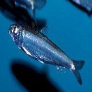 文汇报：这种鱼不仅会放屁，还会用屁来交流……网友：怪不得它是世界上最臭的