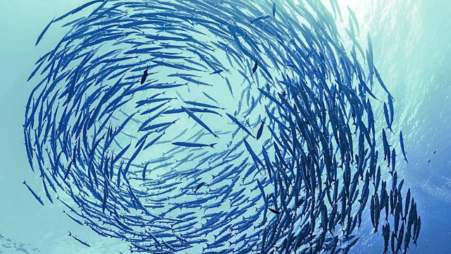 文汇报：这种鱼不仅会放屁，还会用屁来交流……网友：怪不得它是世界上最臭的