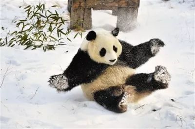 「中国气象局」又一轮大雪发货中，如何在人群中找出气象人？看他们看雪的方式