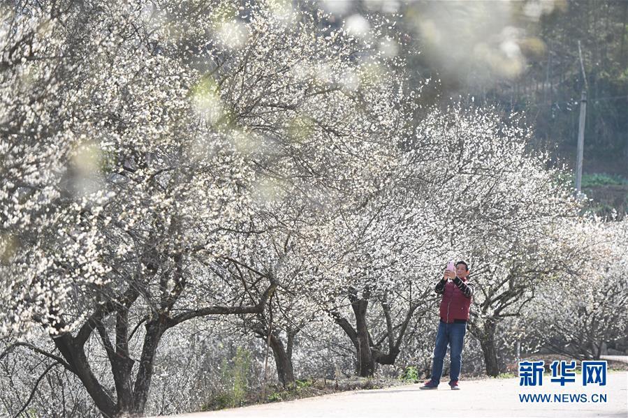 新华网@福建永泰：青梅花开