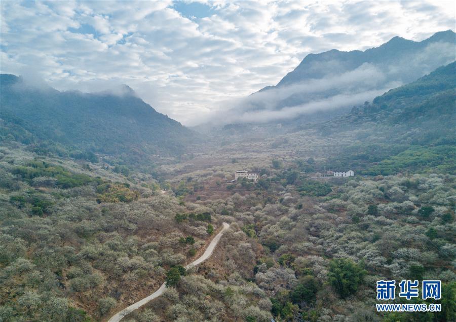 新华网@福建永泰：青梅花开