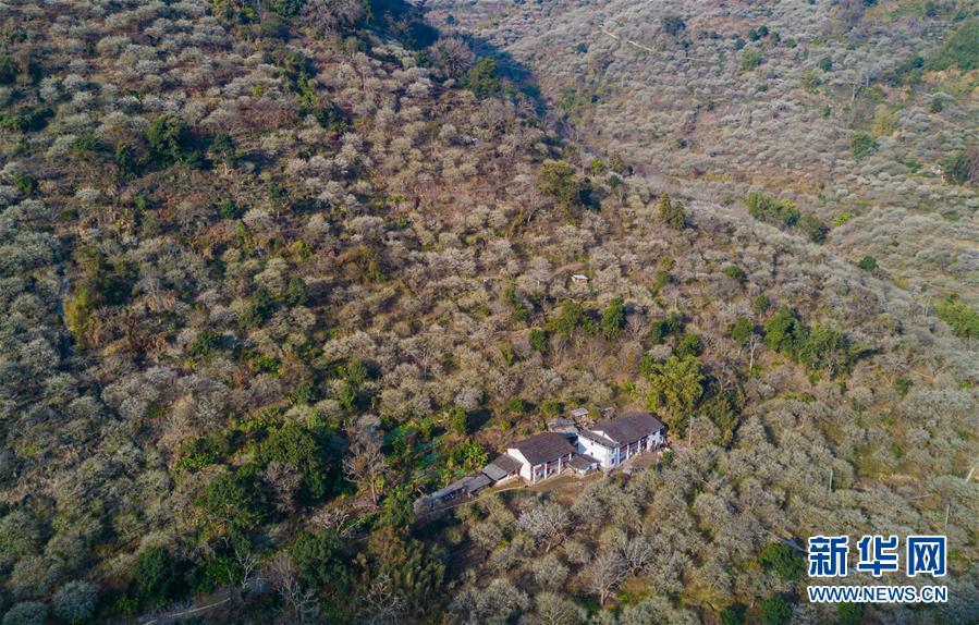 新华网@福建永泰：青梅花开