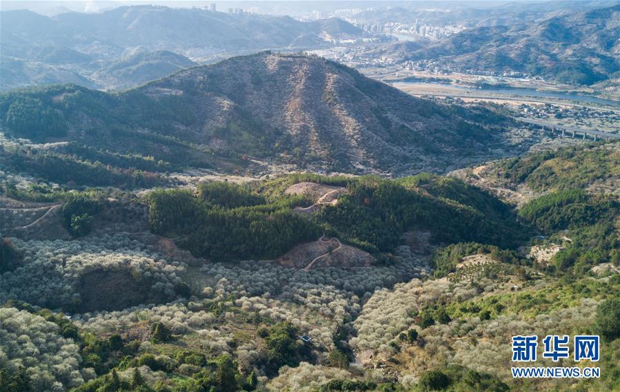 新华网@福建永泰：青梅花开