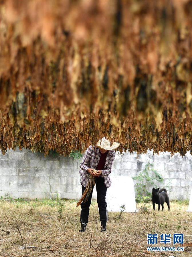 [新华网]广西柳州：头菜丰收劳动忙