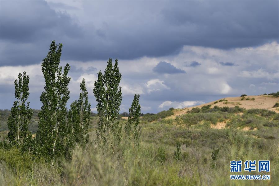 新华网■从一粒沙看不断扩大的中国绿色版图