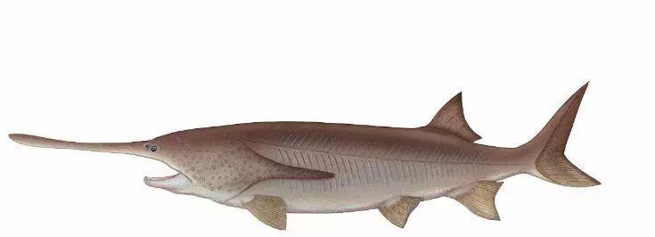 科技日报■又一个物种灭绝，中国淡水鱼之王未能跨入2020……