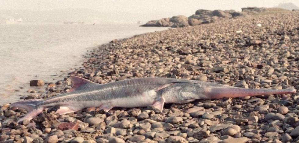 科技日报■又一个物种灭绝，中国淡水鱼之王未能跨入2020……