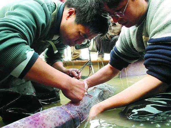 科技日报■又一个物种灭绝，中国淡水鱼之王未能跨入2020……