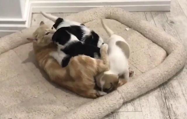 「东北网」本能！悲伤猫妈妈在失去一窝孩子之后收养狗崽