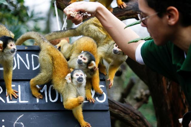 [人民网]伦敦动物园进行动物年度盘点