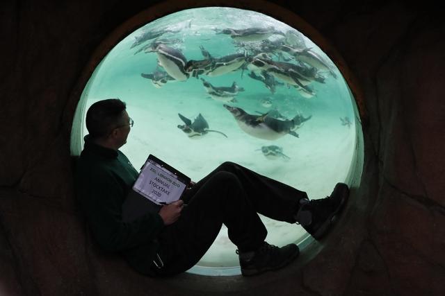 [人民网]伦敦动物园进行动物年度盘点