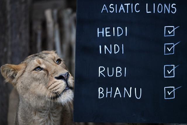 [人民网]伦敦动物园进行动物年度盘点