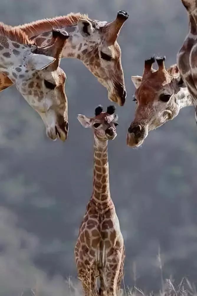 这组幽默的大合照拍的太牛了