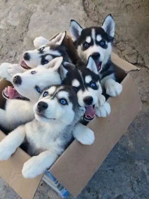 这组幽默的大合照拍的太牛了