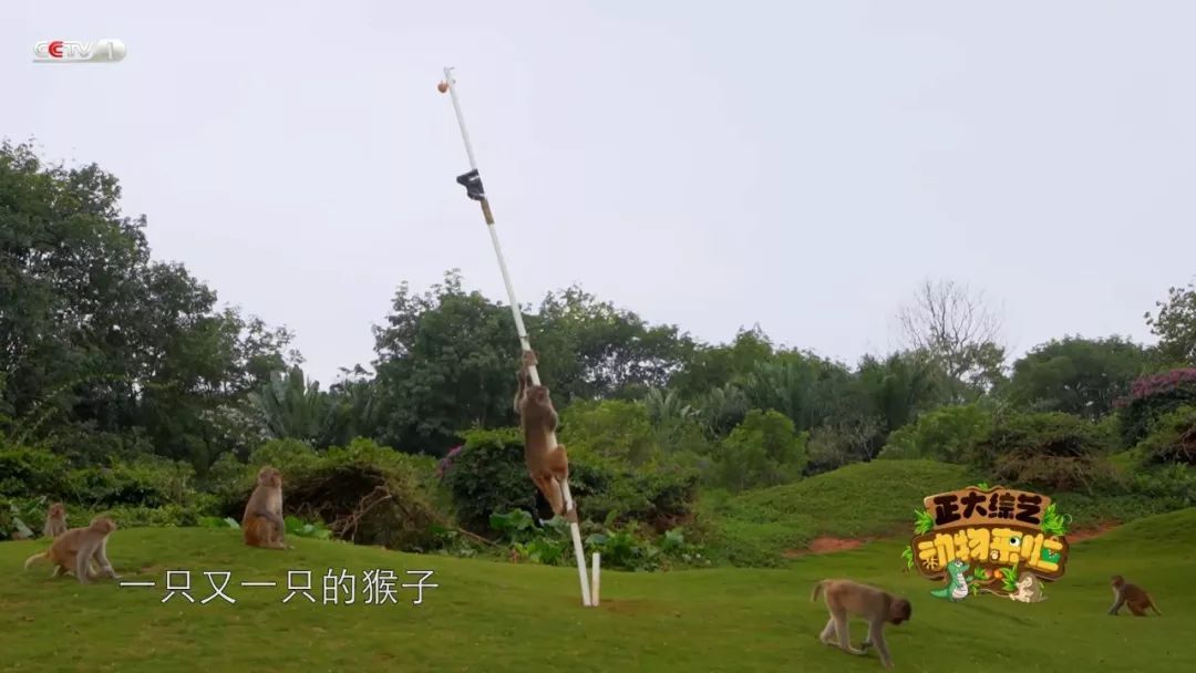 【央视一套】抱宠物的正确姿势，您掌握吗？今天18:00档，《动物来啦》带您“解锁”新技能！