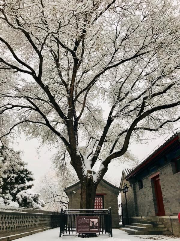 【北京日报客户端】2020年第一场雪，超20万游客雪中游园
