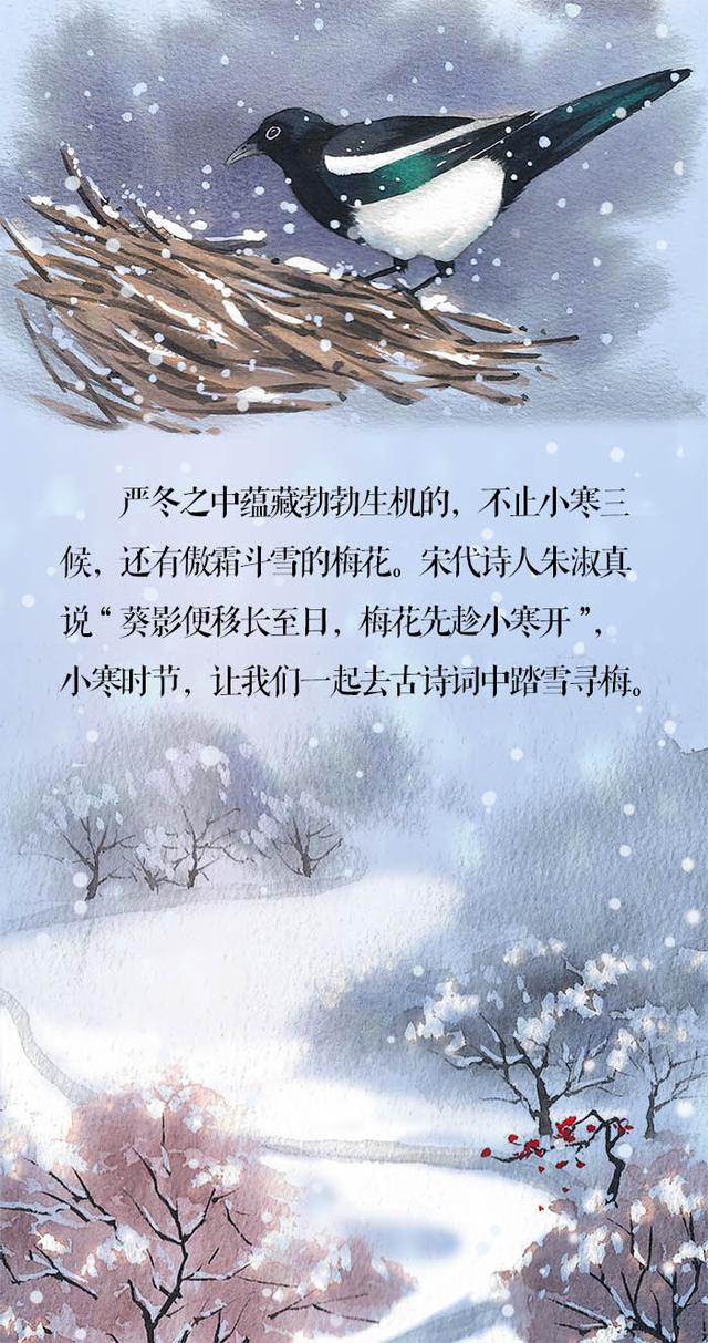 「新闻晨报」小寒·长卷丨梅花先趁小寒开，到诗词里踏雪寻梅