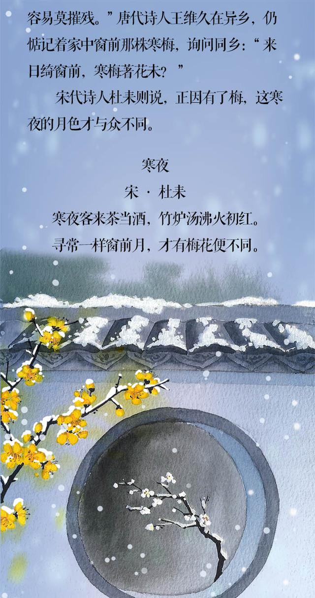 「新闻晨报」小寒·长卷丨梅花先趁小寒开，到诗词里踏雪寻梅