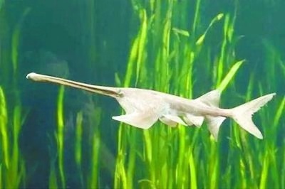 [海外网]海外网评：用10年，换亚洲第一长河重生