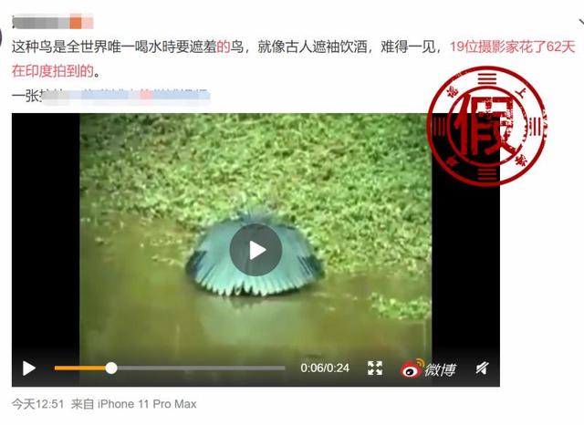 【上观新闻】19位摄影家花62天拍到的珍稀鸟类又现身了？别信